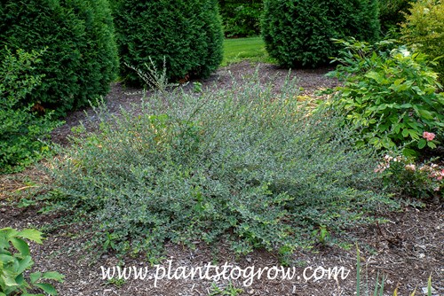Bridal Rice Creeping Willow (Salix repens)
(early September)